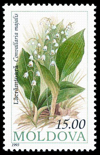 Lily of the Valley (Convallaria majalis)