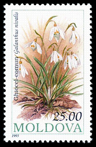 Snowdrop (Galanthus nivalis)