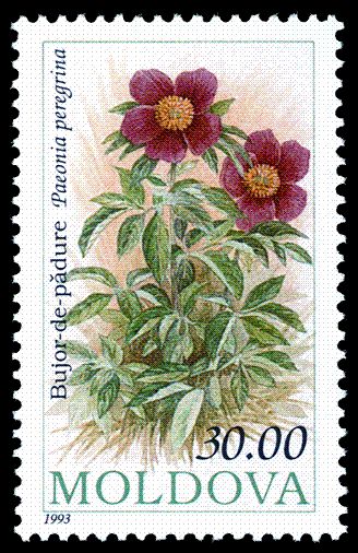 Peony (Paeonia peregrina)