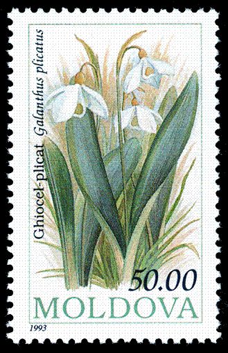 Snowdrop (Galanthus plicatus)