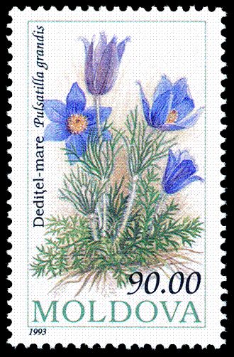 Greater Pasque Flower (Pulsatilla grandis)