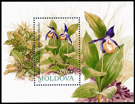 Lady's Slipper (Cypripedium calceolus)