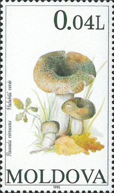 Cracked Green Russula (Russula virescens)