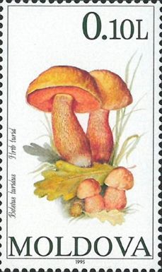 Oak Mushroom (Boletus luridus)