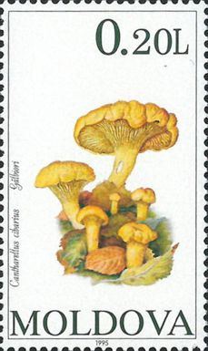 Chanterelle (Cantharellus cibarius)