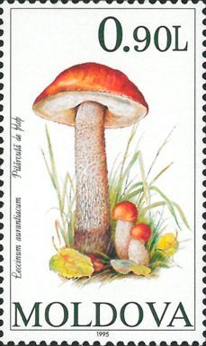 Red-capped Scaber Stalk (Leccinum aurantiacum)