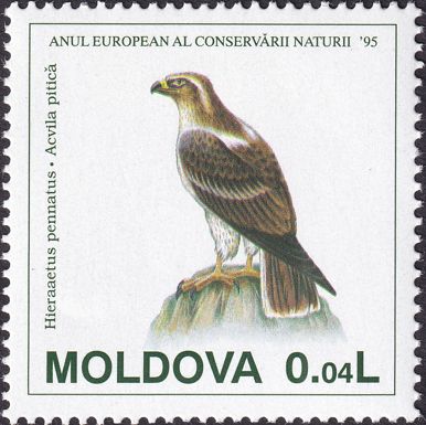 Booted Eagle (Hieraaetus pennatus)