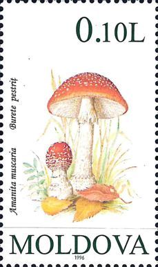 Fly Agaric (Amanita muscaria)