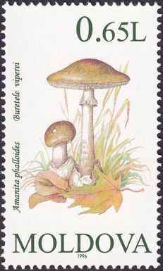 Death Cap (Amanita phalloides)