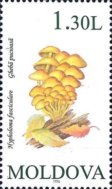 Clustered Woodlover (Hypholoma fasciculare)