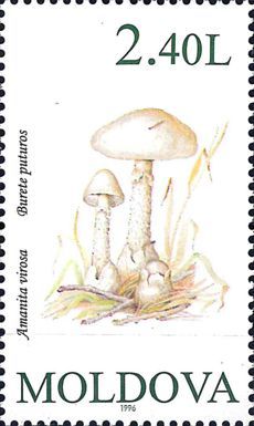 Destroying Angel (Amanita virosa)