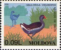 Eurasian Moorhen (Gallinula chloropus)