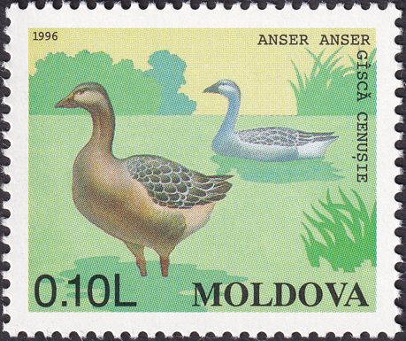 Greylag Goose (Anser anser)