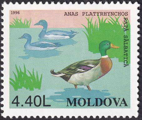 Mallard (Anas platyrhynchos)