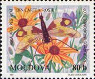 Owl-fly (Ascalaphus macaronius)