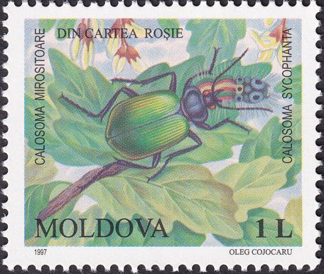Forest Caterpillar Hunter (Calosoma sycophanta)