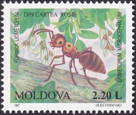 Ant (Liometopum microcephalum)