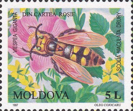 Mammoth Wasp (Scolia maculata)
