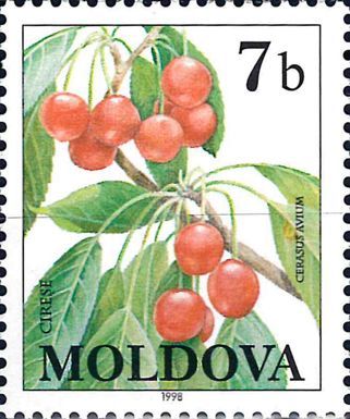 Cherries (Cerasus avium)