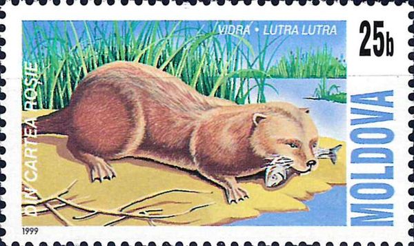 Eurasian Otter (Lutra lutra)