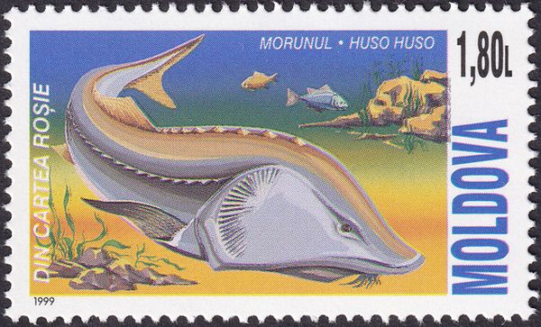 Beluga Sturgeon (Huso huso)