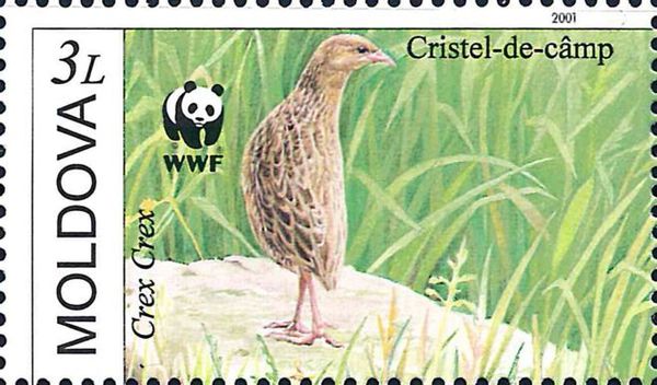Corn Crake (Crex crex) on Stone