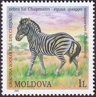 Damara Zebra (Equus quagga antiquorum)