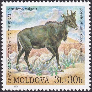Nilgai (Boselaphus tragocamelus)