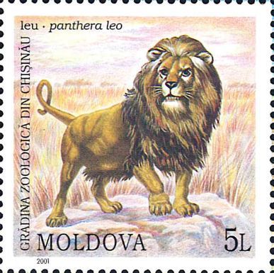 Lion (Panthera leo)