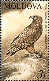 Tawny Eagle (Aquila rapax)