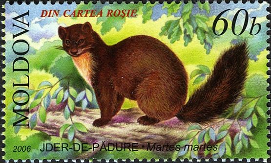 Pine Marten (Martes martes)