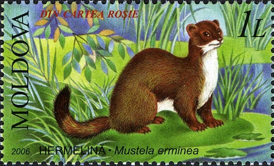 Stoat (Mustela erminea)