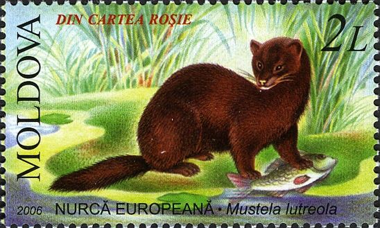 European Mink (Mustela lutreola)