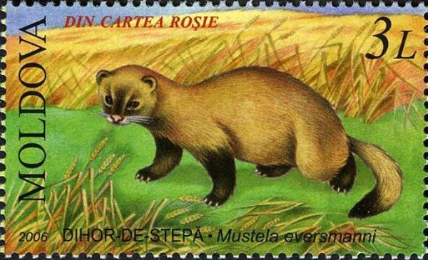 Steppe Polecat (Mustela eversmanni) 
