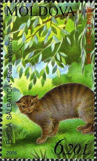 Wildcat (Felis silvestris)