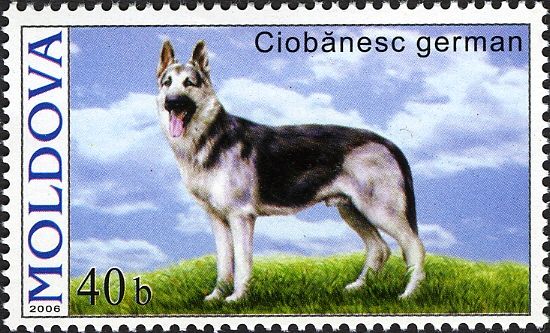 German Shepherd (Canis lupus familiaris)