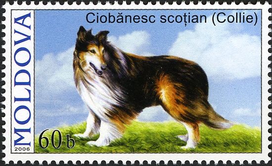 Rough Collie (Canis lupus familiaris)