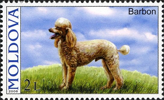 Poodle (Canis lupus familiaris)