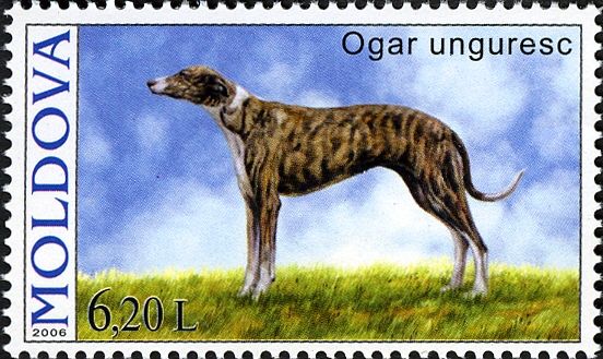 Hungarian Greyhound (Canis lupus familiaris)
