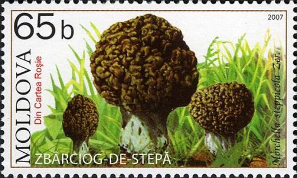 Steppe Morel (Morchella steppicola)