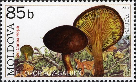 Gold Leaf (Phylloporus rhodoxanthus)