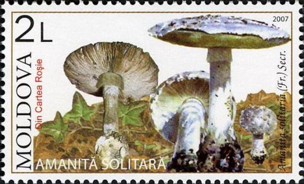 Hedgehog Amanita (Amanita solitaria)