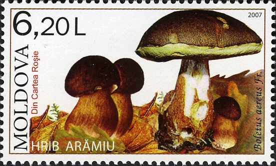 Black-hued Boletus (Boletus aereus)