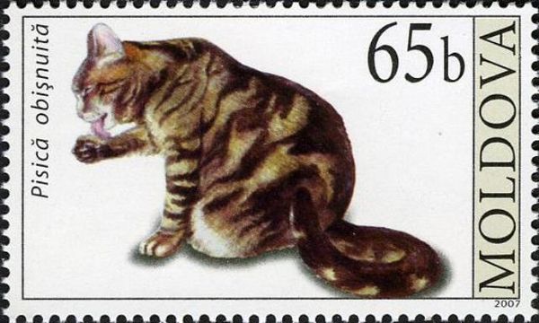 Domestic Cat (Felis silvestris catus)