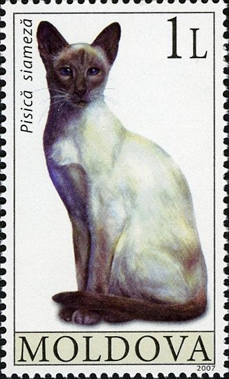 Siamese Cat (Felis silvestris catus)