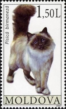 Burmese (Felis silvestris catus)