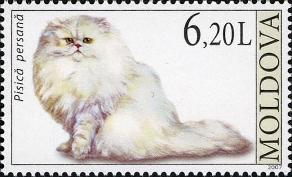 Persian (Felis silvestris catus)
