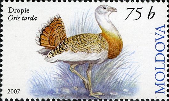 Great Bustard (Otis tarda)
