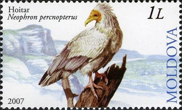 Egyptian Vulture (Neophron percnopterus)