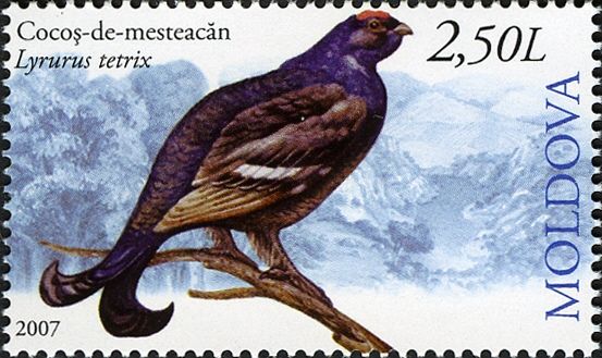 Black Grouse (Lyrurus tetrix)